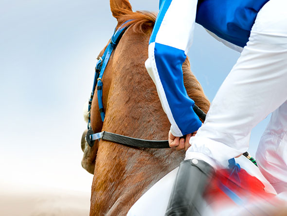 horse image
