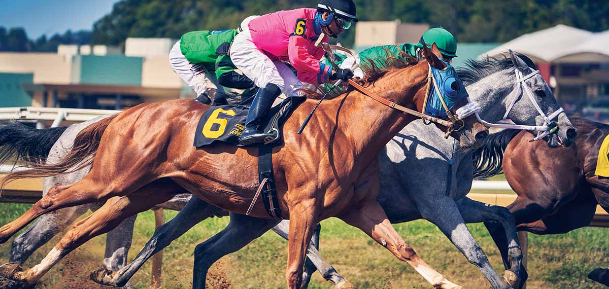 Horses image